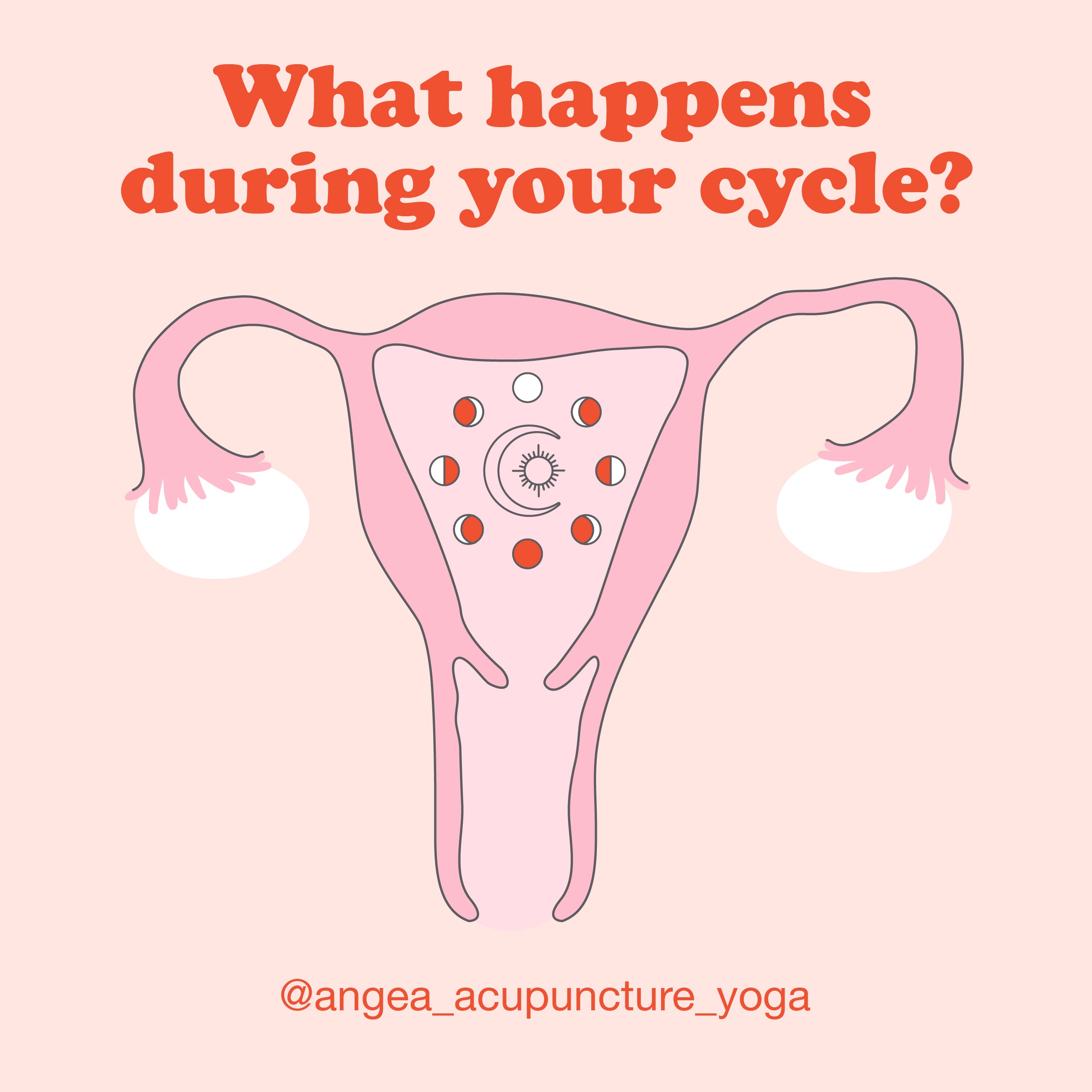 Menstrual cycle illustration explaining the hormonal phases of the cycle, ovulation, fertility, and reproductive health.