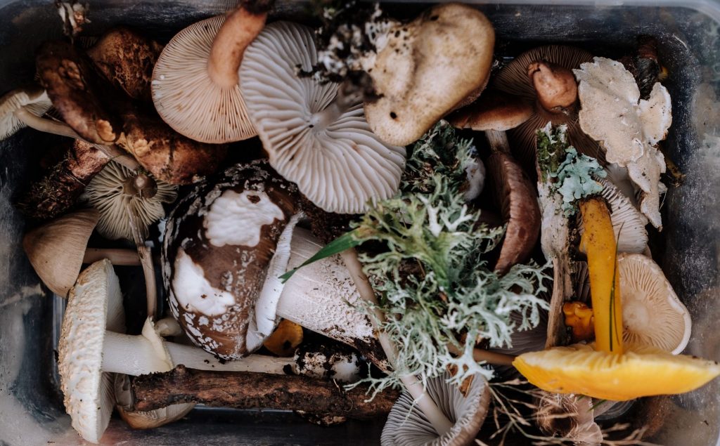 Nourishing vegan broth recipe with vegetables and herbs to support gut health, immunity, and seasonal wellness.