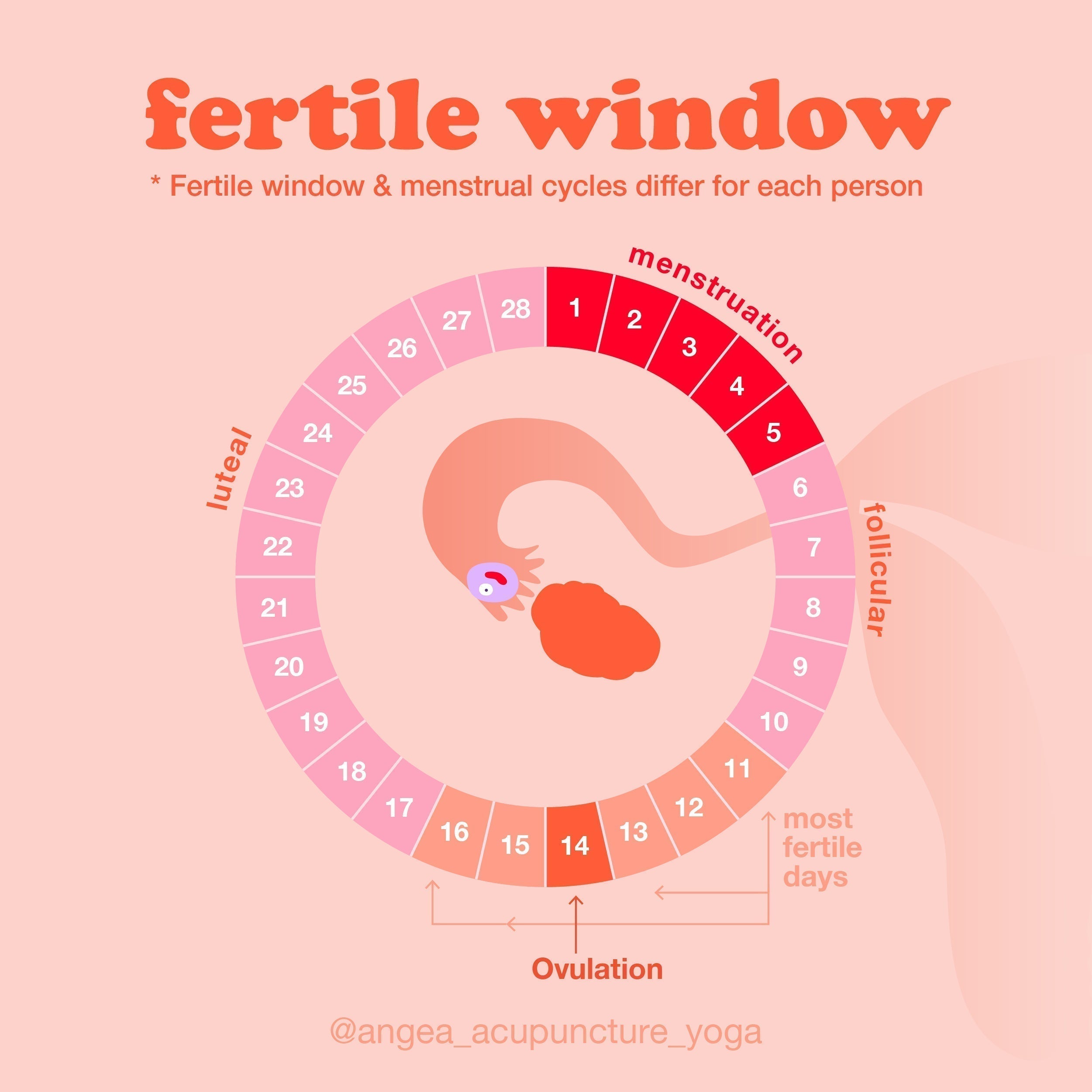 Fertility window infographic showing the four methods to identify ovulation and improve the chances of conception through natural cycle tracking.