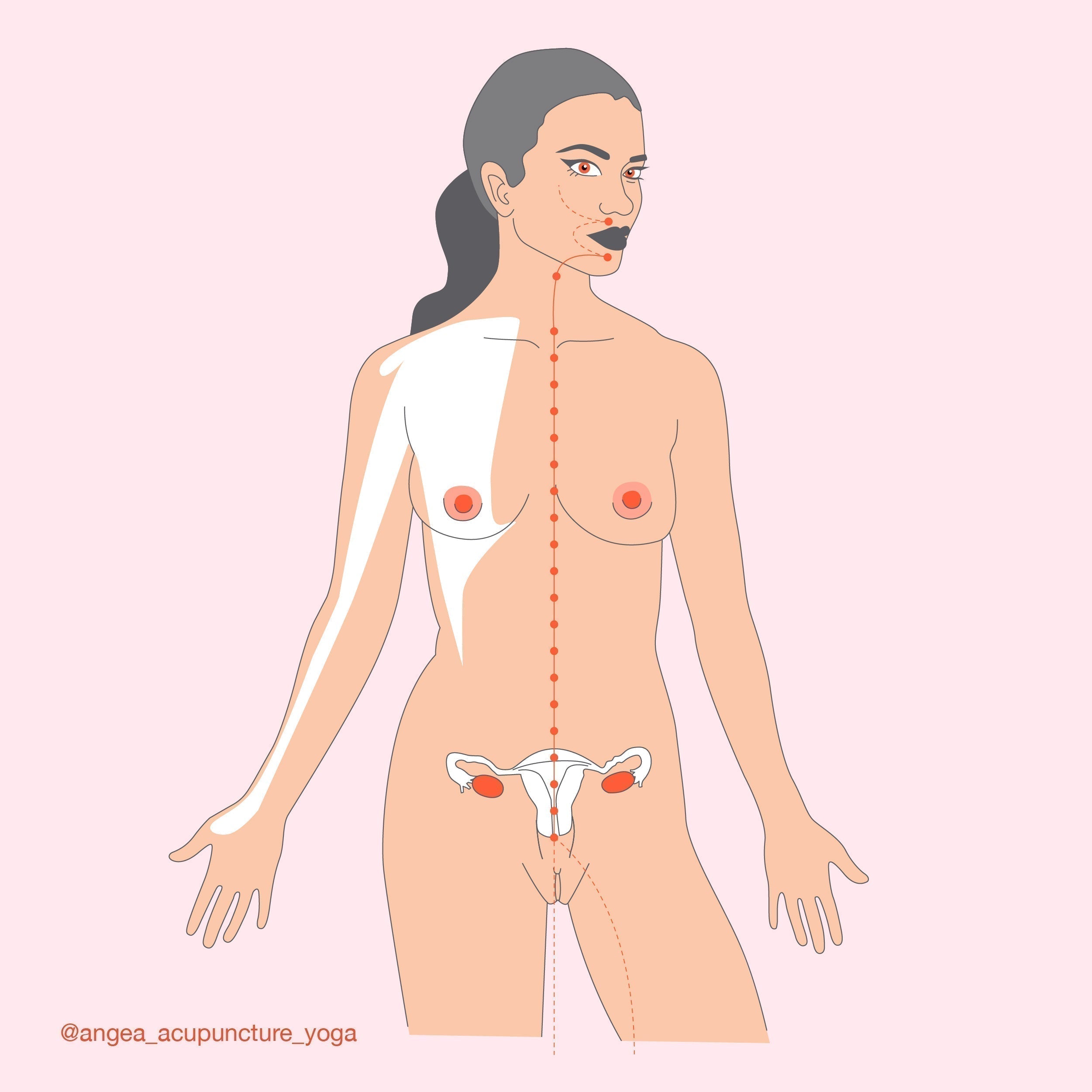 Traditional Chinese Medicine illustration explaining the Ren Mai meridian and its role in fertility, hormone balance, and women's health.