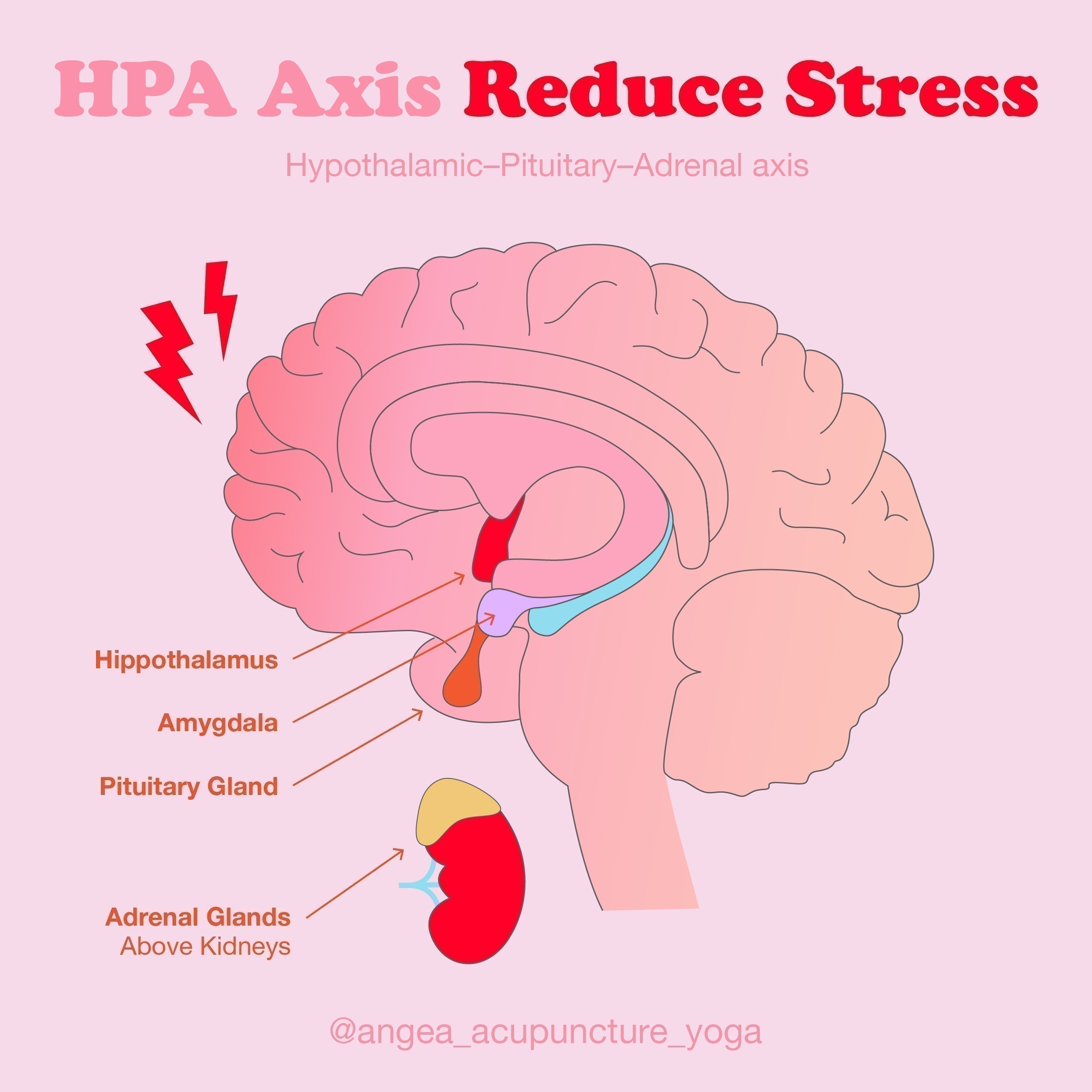 Infographic explaining the impact of stress on fertility, hormone balance, ovulation, and reproductive health.