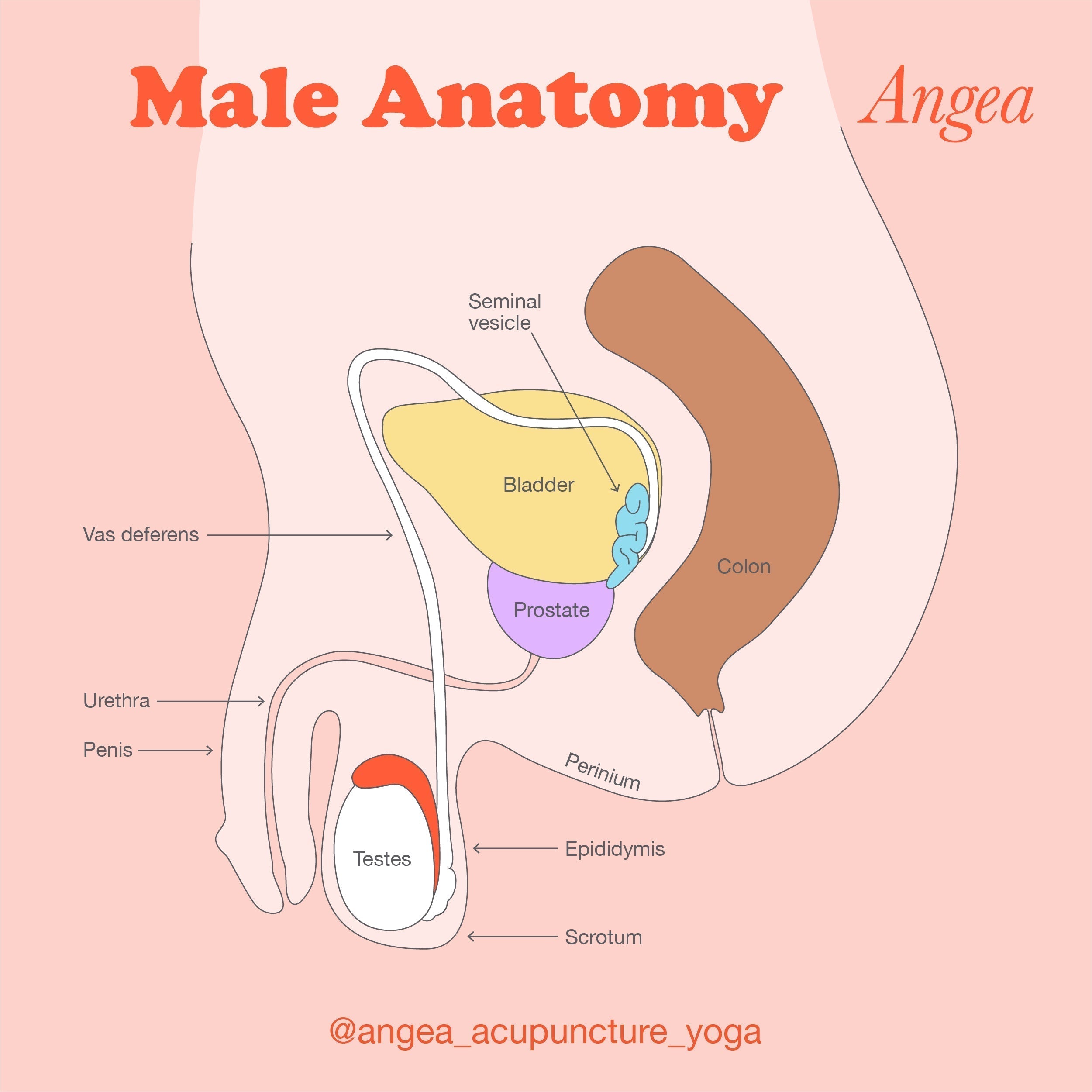 Illustration of the male reproductive system explaining male anatomy, sperm production, fertility, and reproductive health.