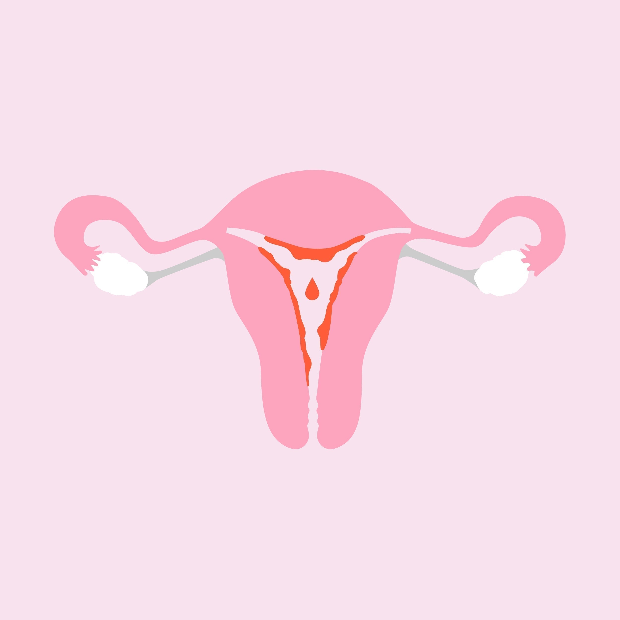 Educational illustration explaining menstrual blood stem cells, endometrial regeneration, and women's reproductive health.
