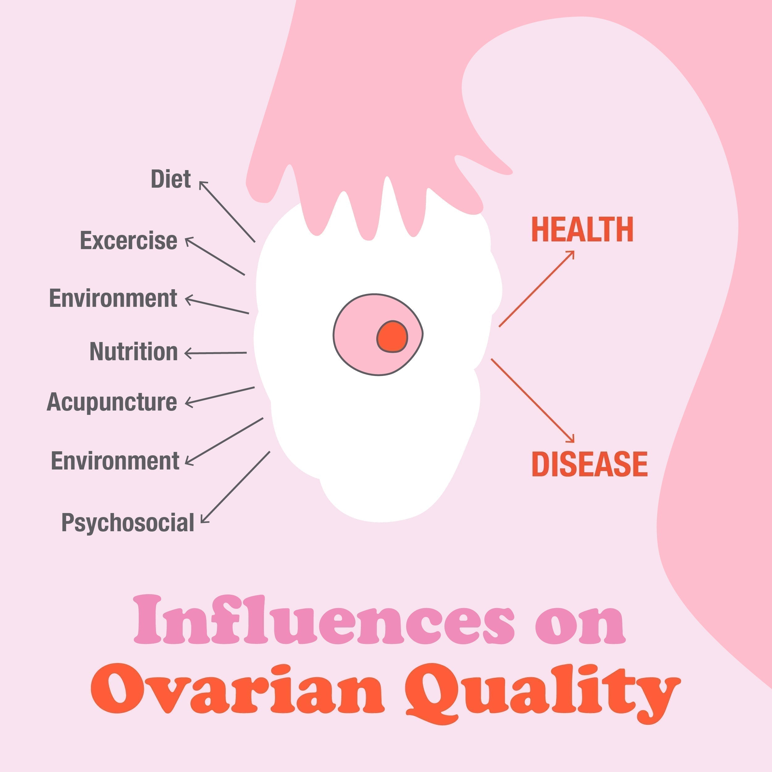 Illustration showing the factors that influence ovarian egg quality, including diet, exercise, nutrition, environment, acupuncture, and stress, and their impact on fertility and reproductive health.