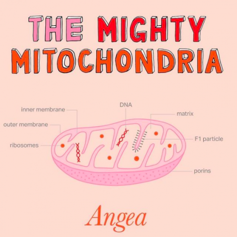 Infographic explaining how mitochondria support energy production, fertility, cellular health, and overall wellbeing.