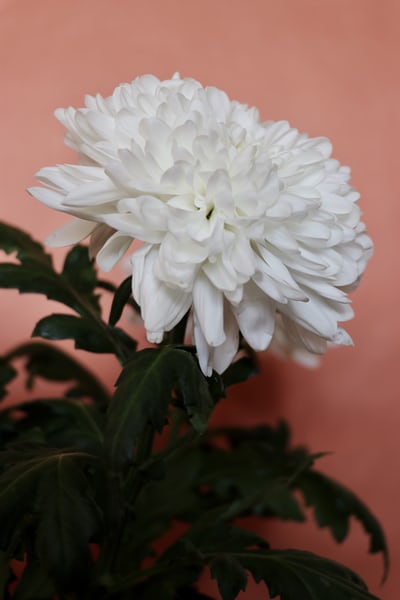 White chrysanthemum flower symbolizing Mother's Day, motherhood, love and the unique journey of being a mother.